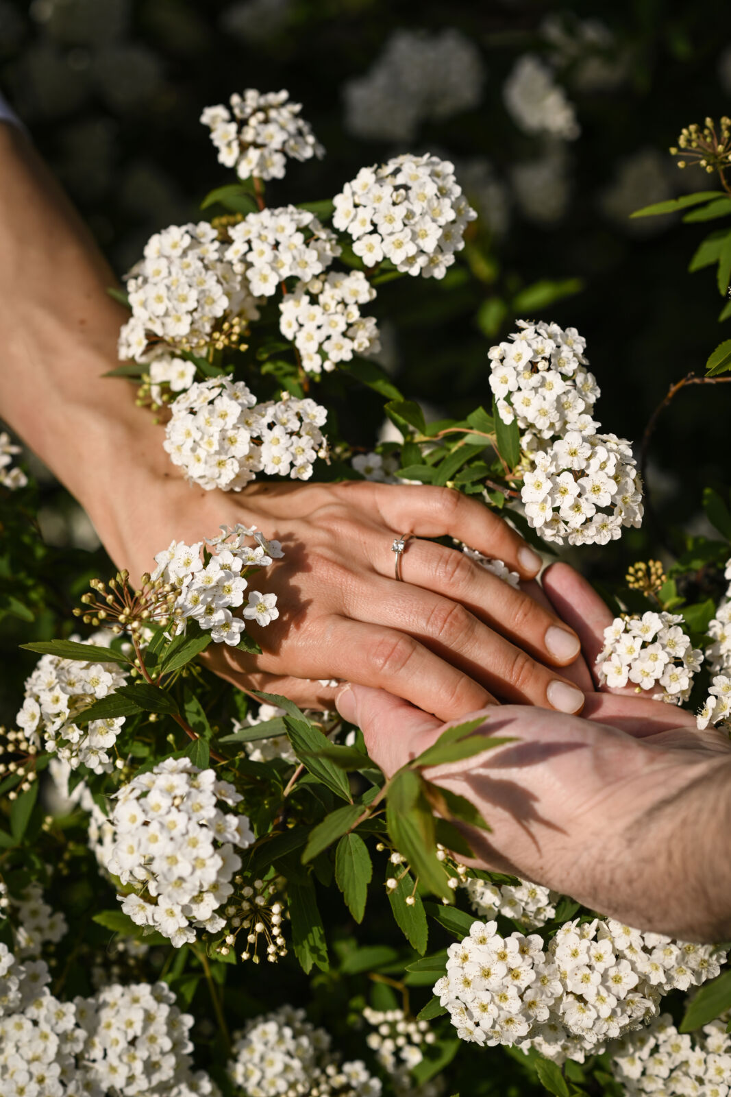 Le mani degli sposi con le fedi appena scambiate, posate su un cespuglio di fiori bianchi