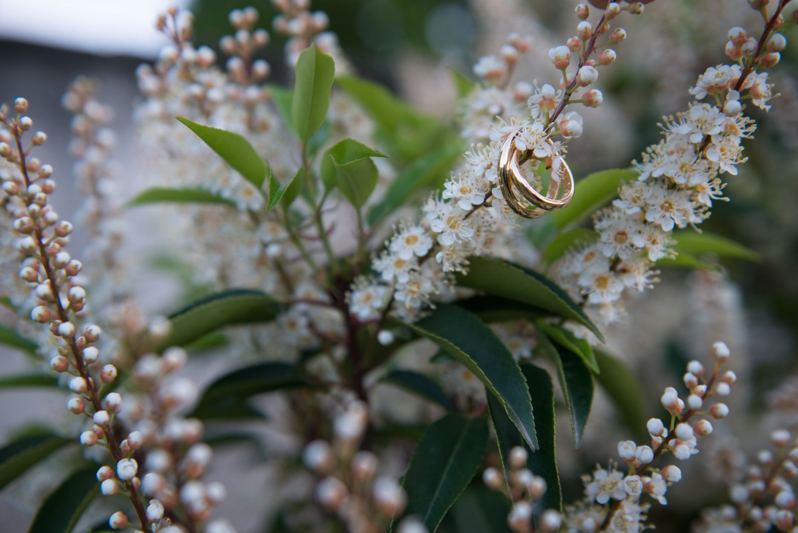 Fedi nuziali incastrate in un ramo fiorito di prunus