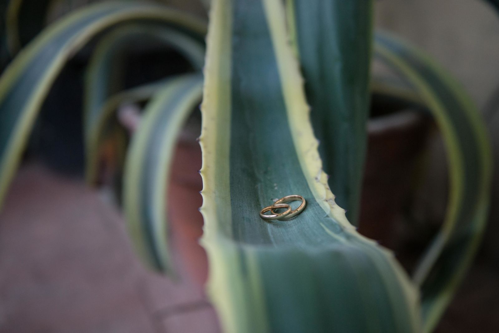 Fedi nuziali posate sulla foglia carnosa di un'agave